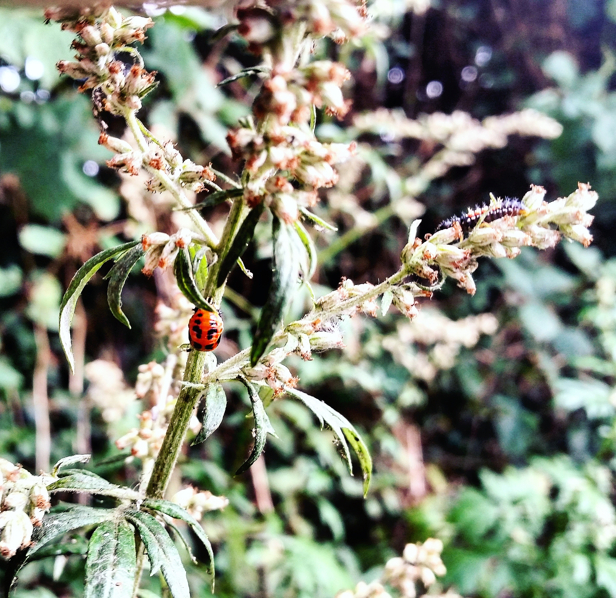 Ladybird lavae and pupa