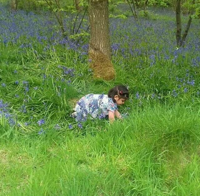 Child playing amongst bluebells in a wood