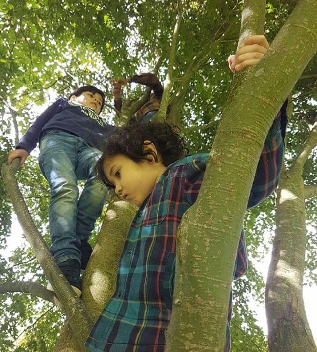 Children climbing trees