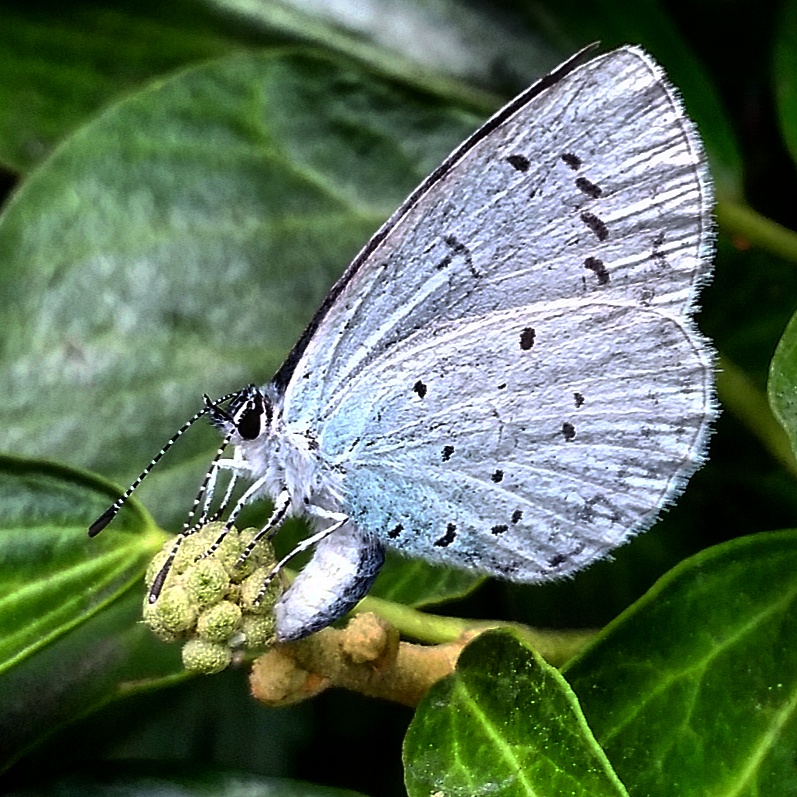 Living Life Our Way, 30 Days Wild, The Wildlife Trusts, Holly Blue, butterfly, Save Butterfly World, conservation, charity, wildlife, nature, kids need nature, photography, environment, #30DaysWild, #LivingLifeWild, campaign, outdoors, get outside, Woodland Trust, Nature Detectives
