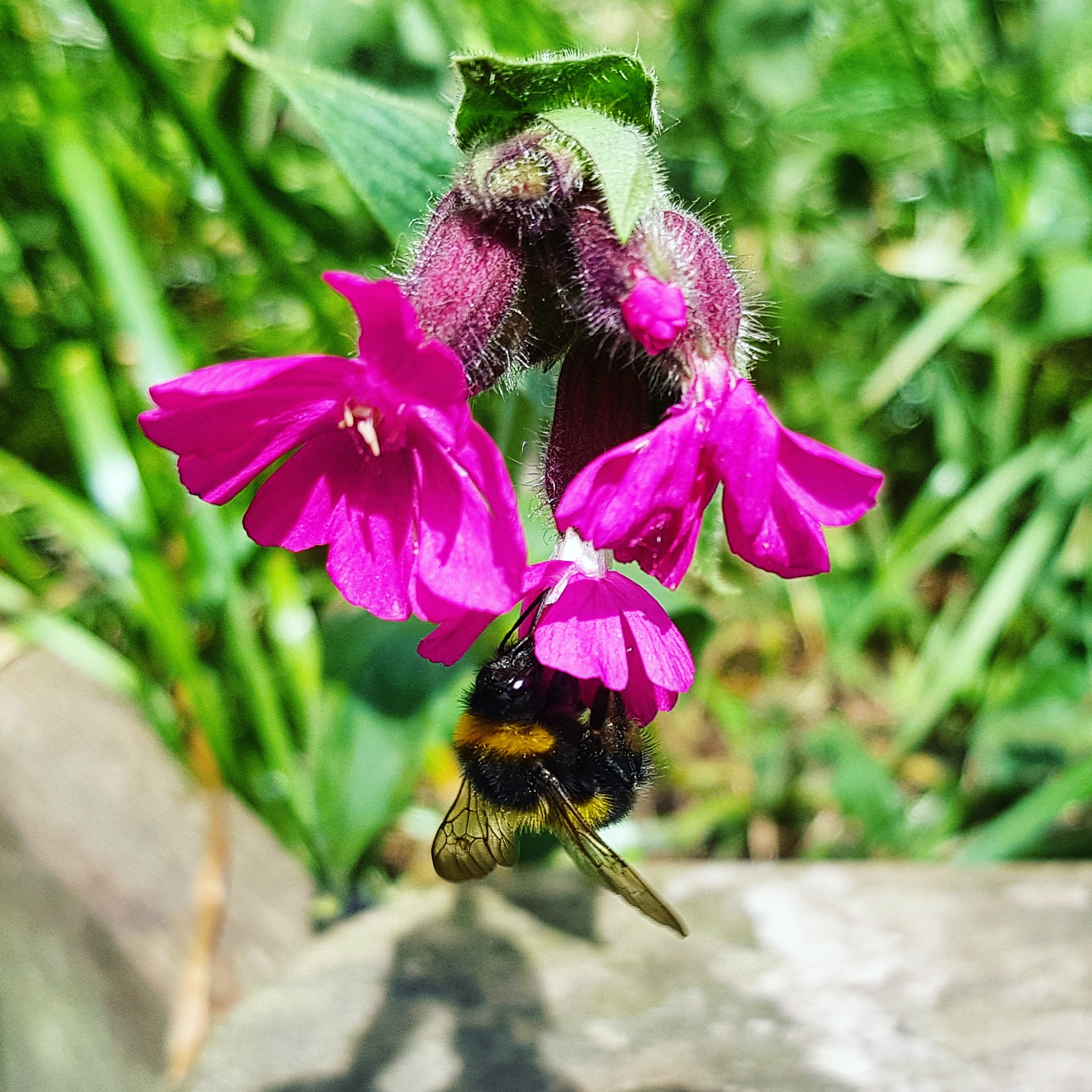 Bees, pollinators, facts about bees,#LivingLifeWild, #30DaysWild, 30 Days Wild, The Wildlife Trusts, home education, freedom to learn, wildlife, nature, insects