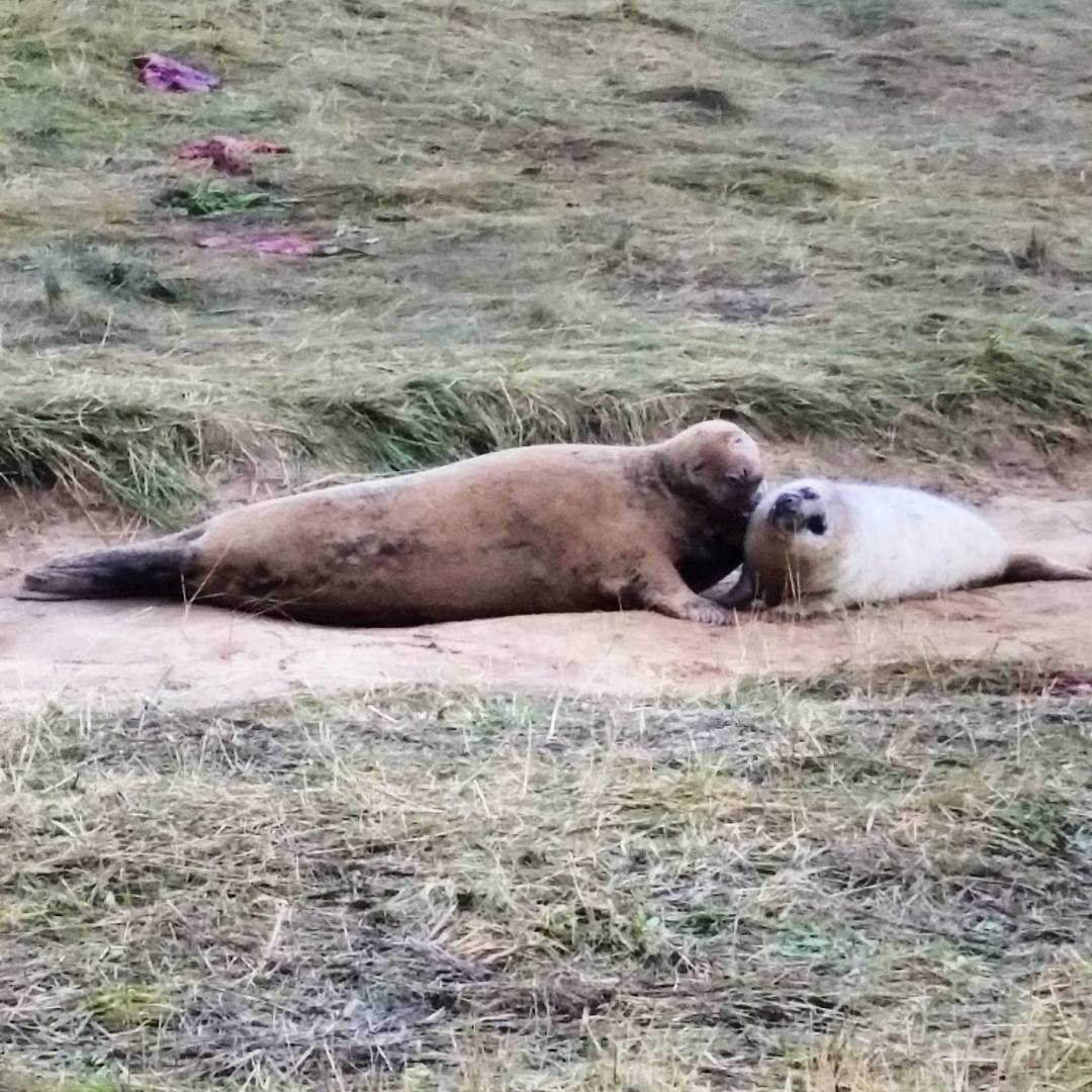 World Environment Day, #WorldEnvironmentDay, #WithNature, United Nations, Donna Nook, Living Life Our Way, 30 Days Wild, The Wildlife Trusts, photography, environment, #30DaysWild, #LivingLifeWild, campaign, outdoors, get outside, seals, seal pup