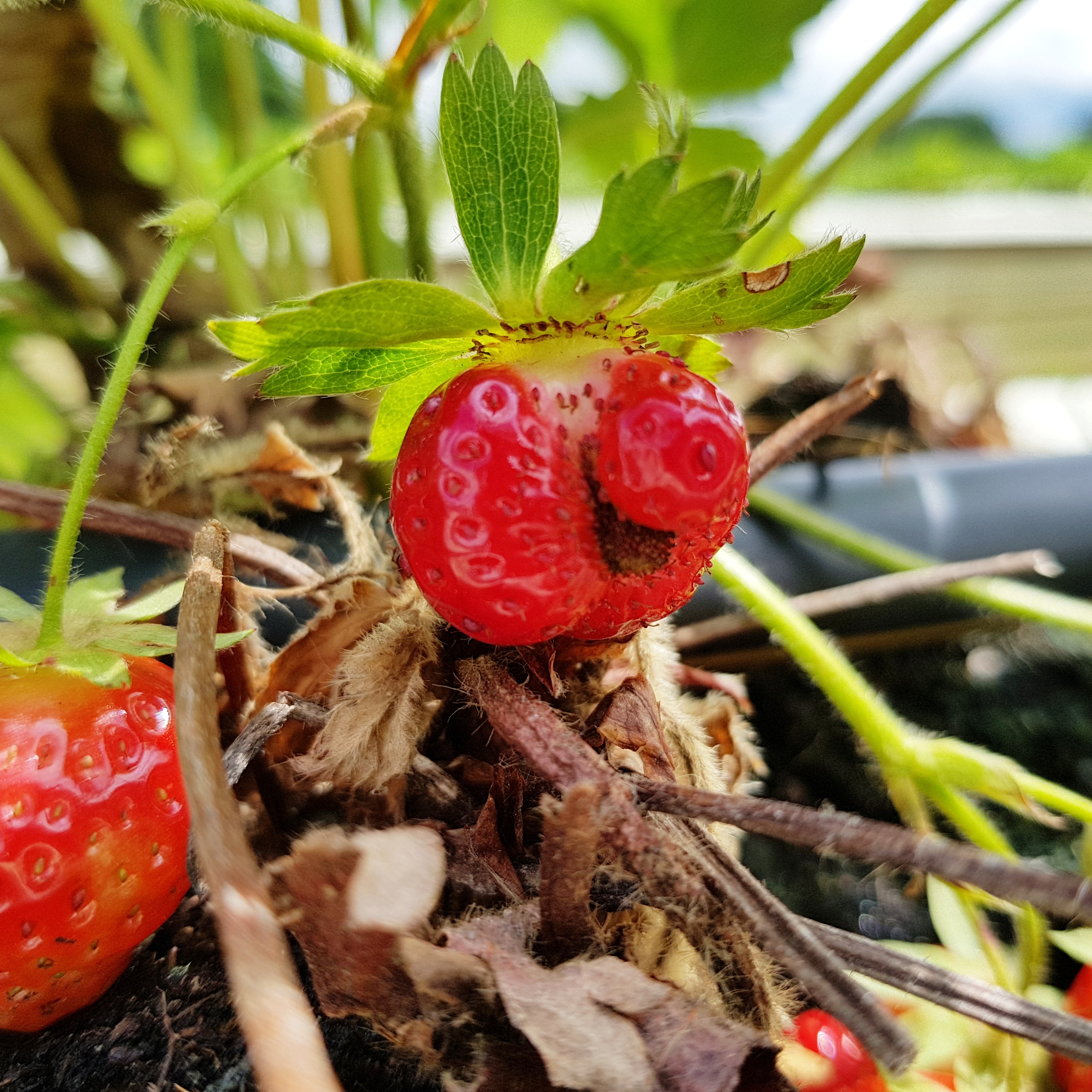 strawberry, smiley face fruit, fruit farm, pick your own, PYO, places to visit, Herts