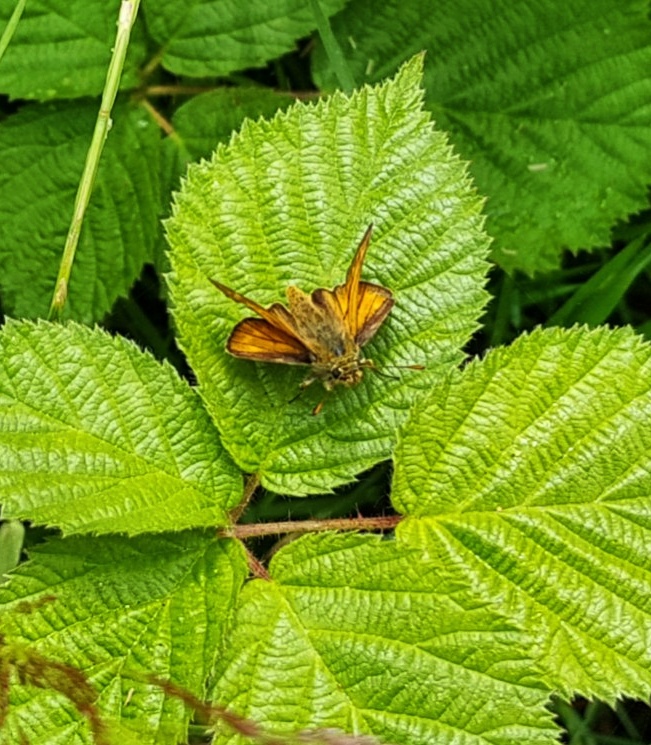 Moth, The Wildlife Trust, 30 days wild, #30dayswild, #livinglifewild, nature reserve, nature, wildlife, natural environment, woodland, outdoors, get outside, childhood unplugged, visit Herts, places to visit, Gobions Wood, Hertfordshire, things to do, family fun, explore outdoors, Living Life Our Way