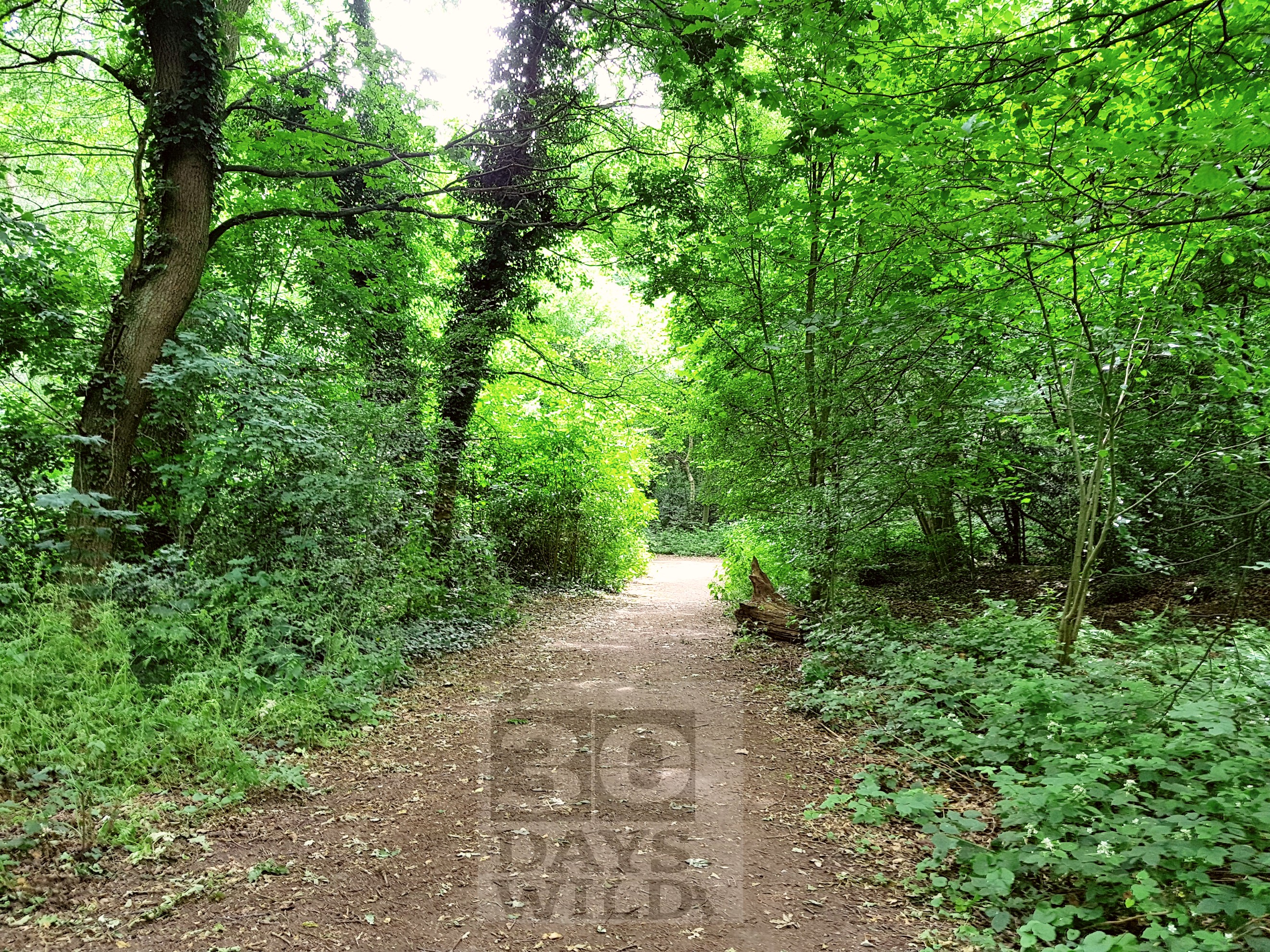 30 days wild, #30dayswild, #livinglifewild, The Wildlife Trusts, stay wild, nature, wildlife, natural environment, childhood unplugged, get outside, outdoors