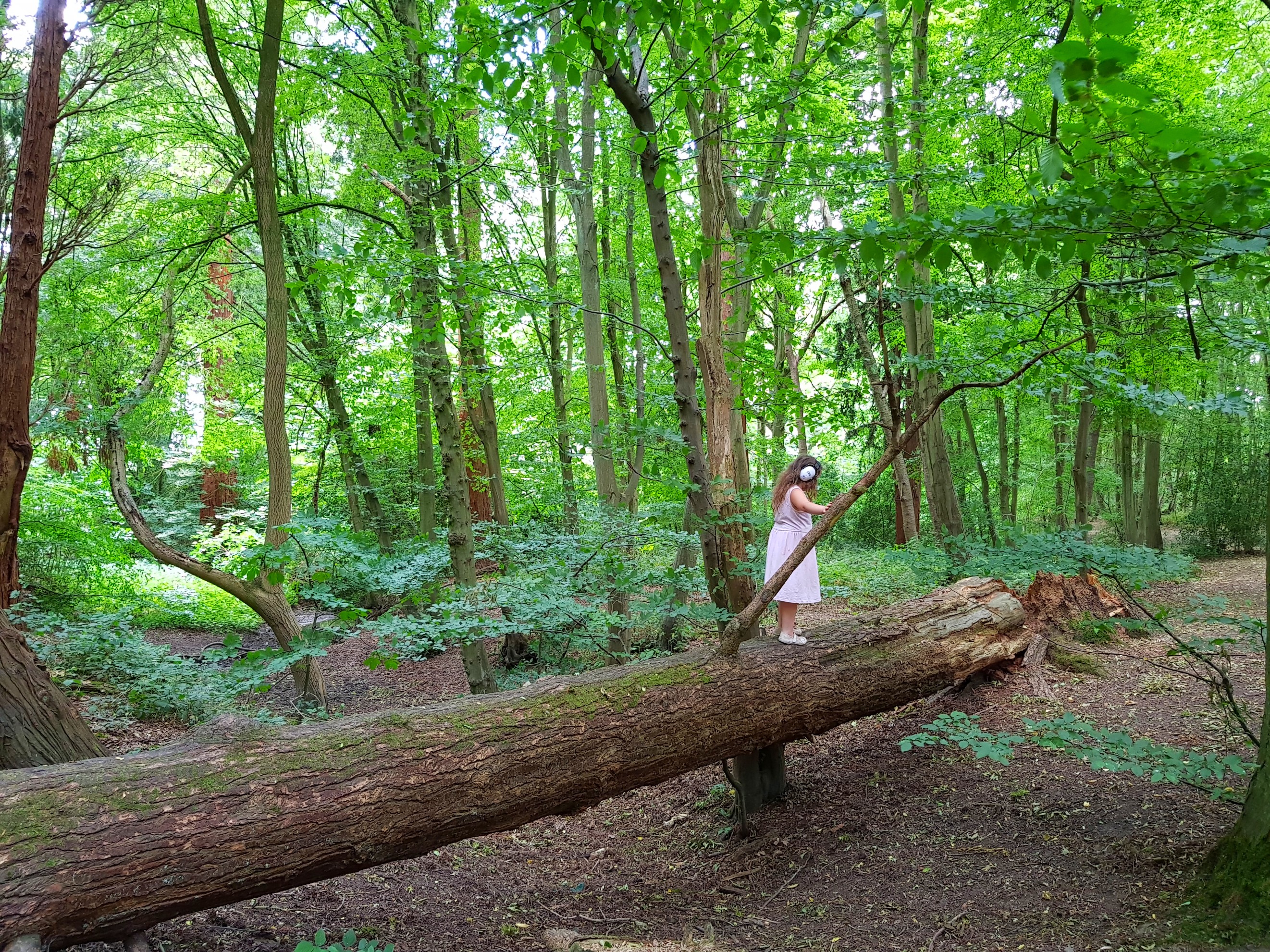 The Wildlife Trust, 30 days wild, #30dayswild, #livinglifewild, nature reserve, nature, wildlife, natural environment, woodland, outdoors, get outside, childhood unplugged, visit Herts, places to visit, Gobions Wood, Hertfordshire, things to do, family fun, explore outdoors, Living Life Our Way
