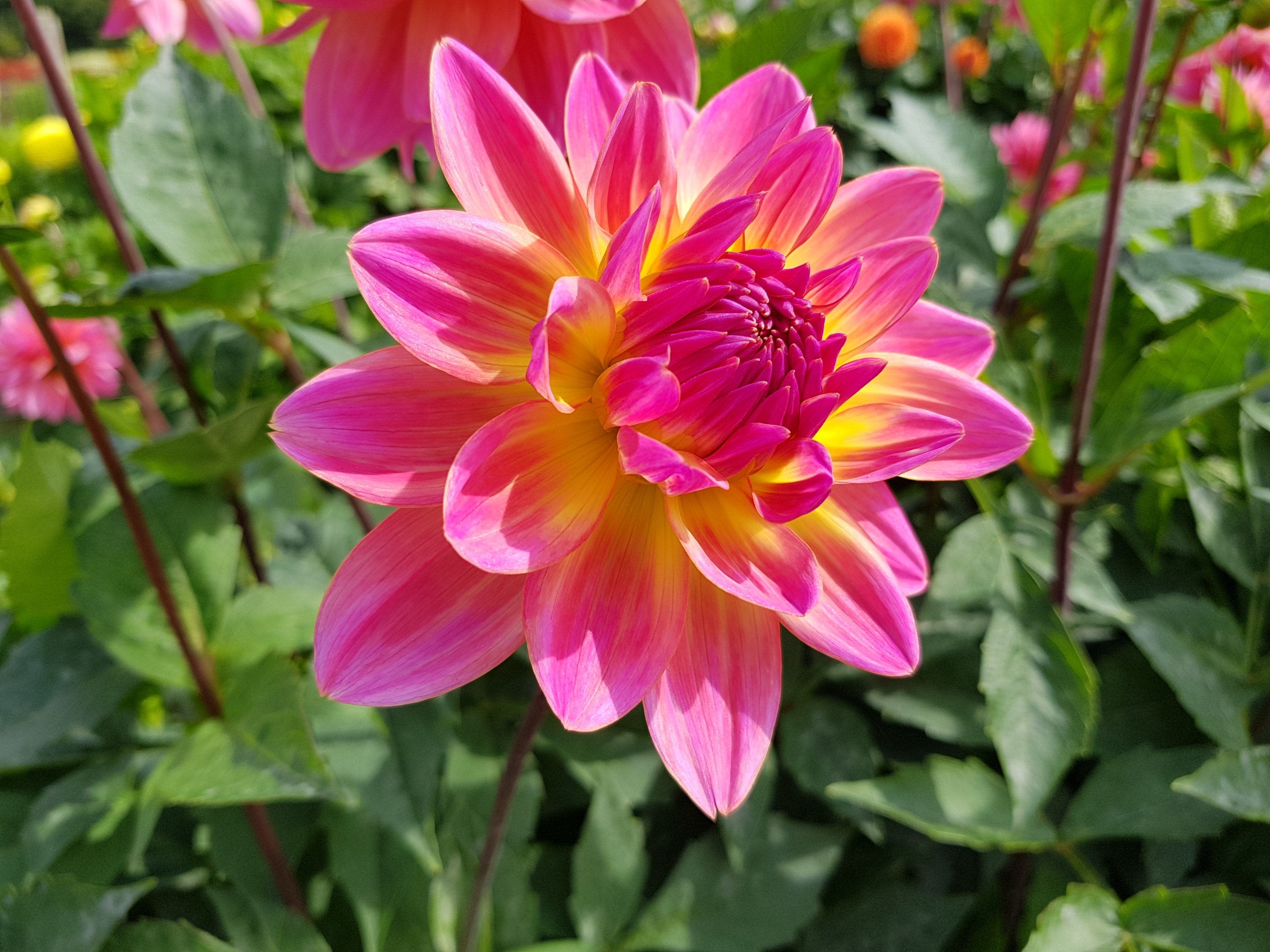 Celebration Gardens, Dahlias, flowers, outdoors, get outside, nature, places to visit, Aylett Nurseries, Hertfordshire, Living Life Our Way