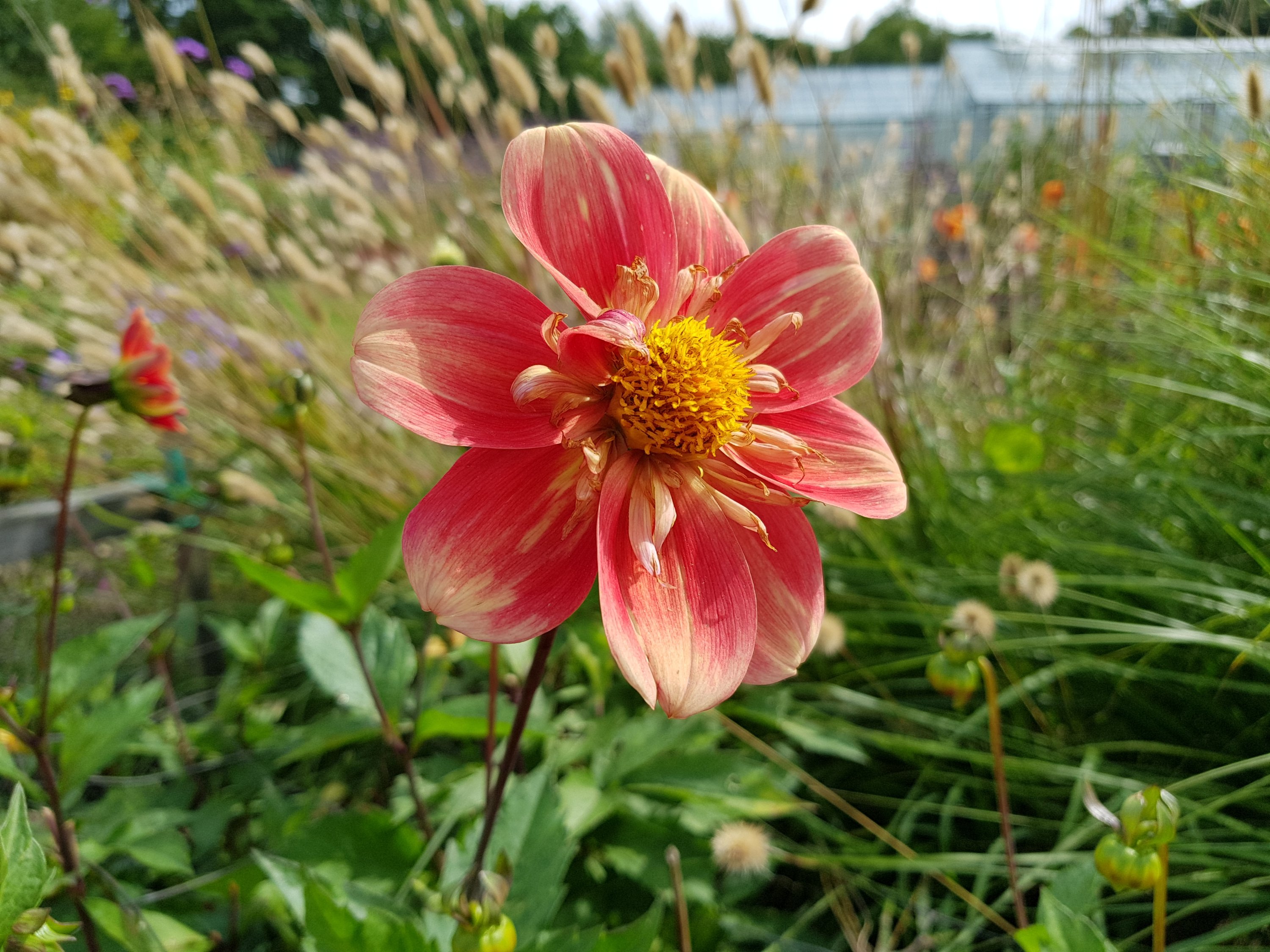 Celebration Gardens, Dahlias, flowers, outdoors, get outside, nature, places to visit, Aylett Nurseries, Hertfordshire, Living Life Our Way
