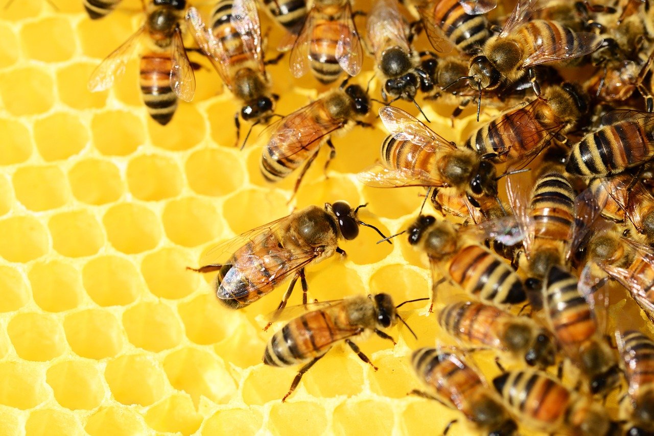 A swarm of bees pollinators making honey