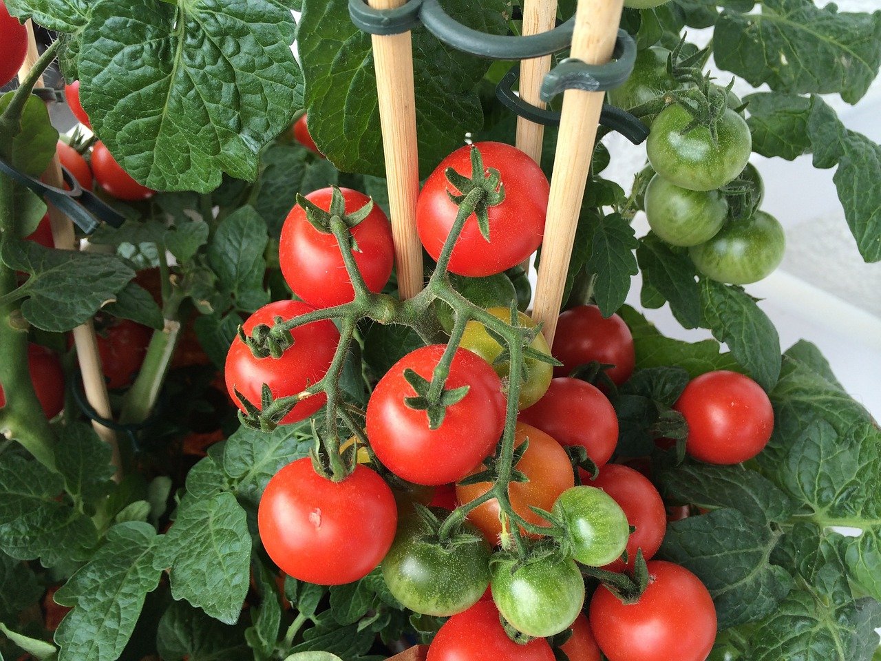 A photo of homegrown tomatoes growing.