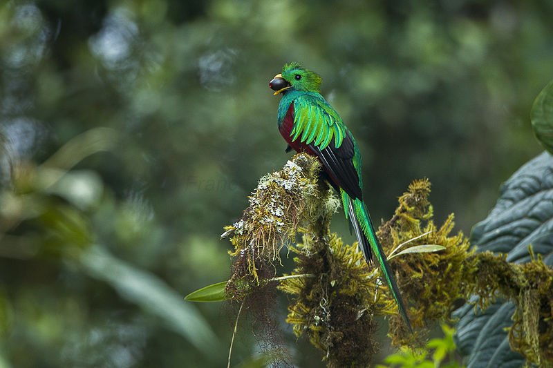 One of the beautiful birds that can be spotted in Costa Rica rainforests.