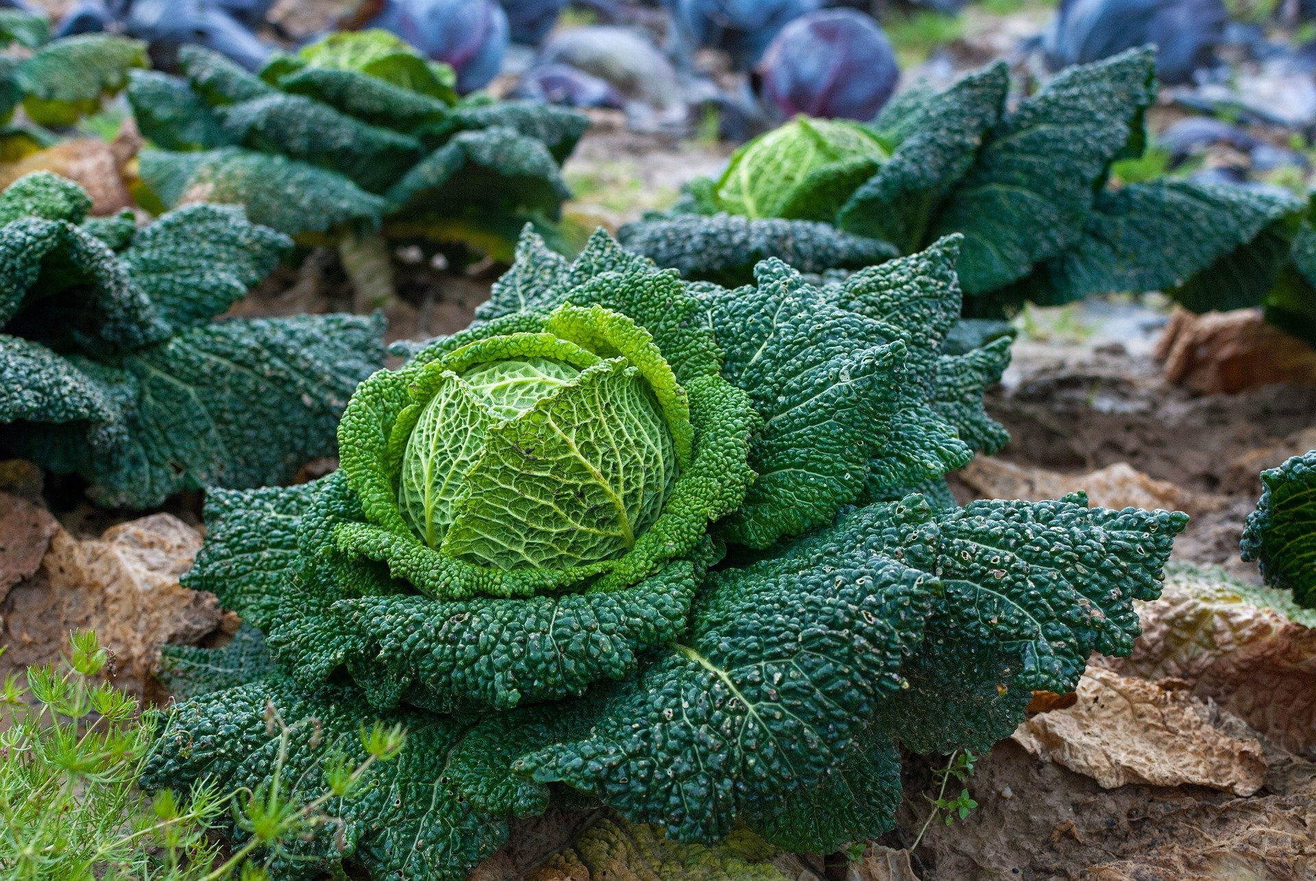 Delicious looking cabbages growing in the soil