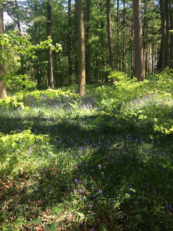 A photo of the bluebells in the woodland at Swinsty reservoir