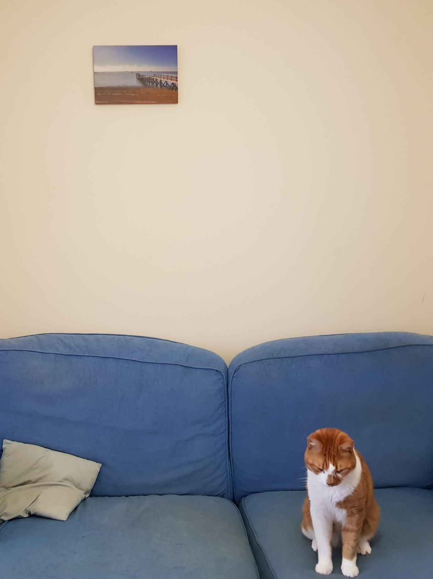 Canvas on wall. Matches colour scheme. A well coordinated cat is sat on the sofa too, also matching the canvas art!
