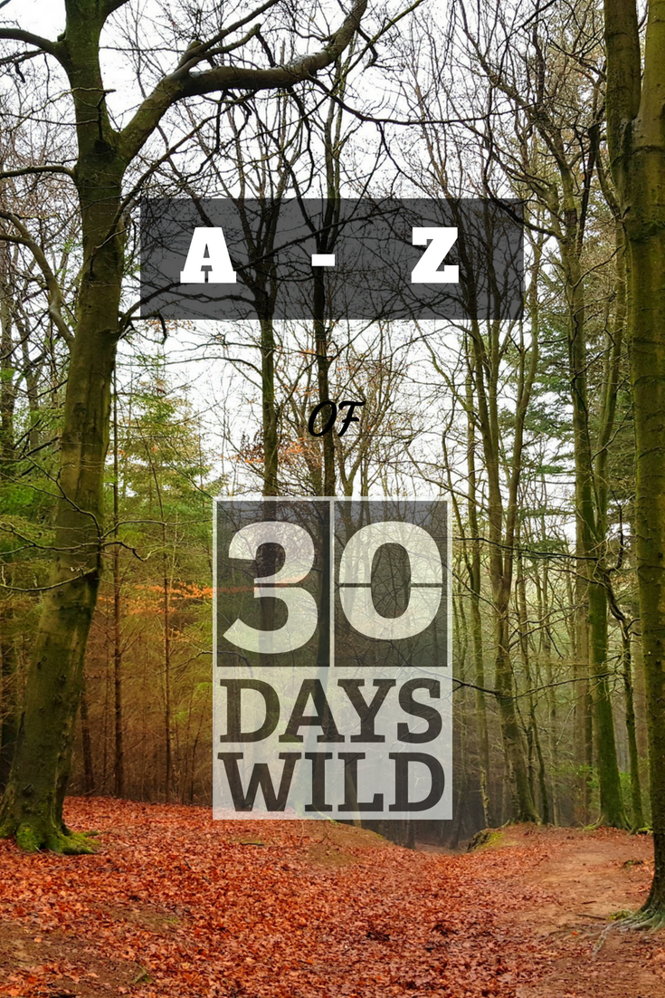 A - Z of 30 Days Wild text Forest of Dean image