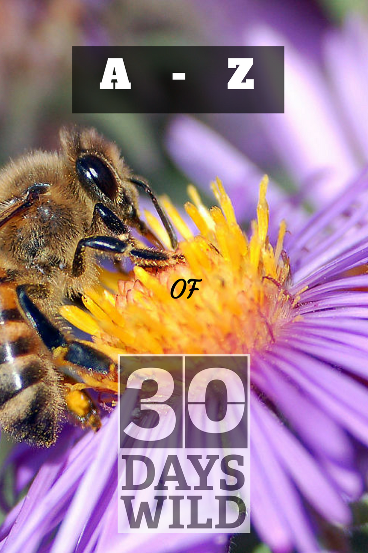 Bee image. A-Z of 30 Days Wild