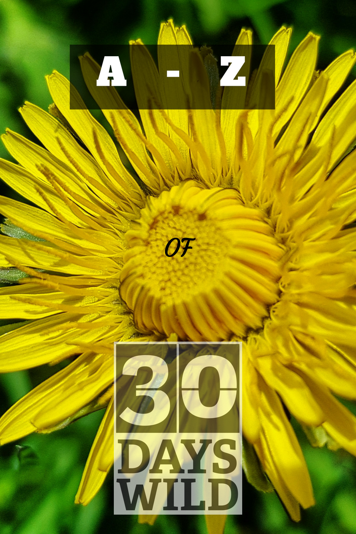 Dandelion image. A-Z of #30dayswild