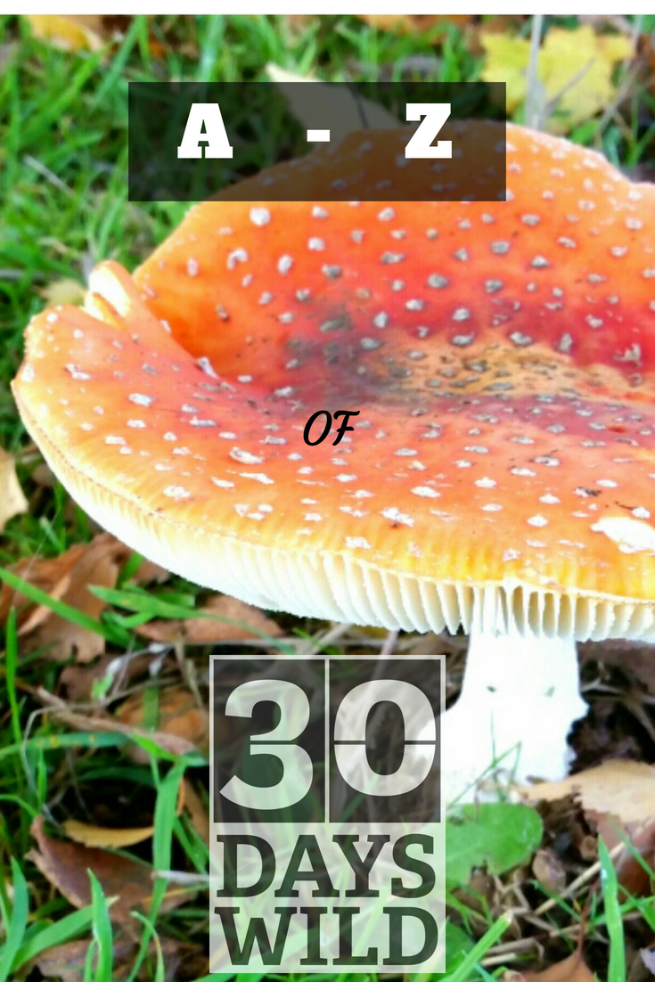 Fungi image. #30DaysWild highlights. A-Z of 30 Days Wild.
