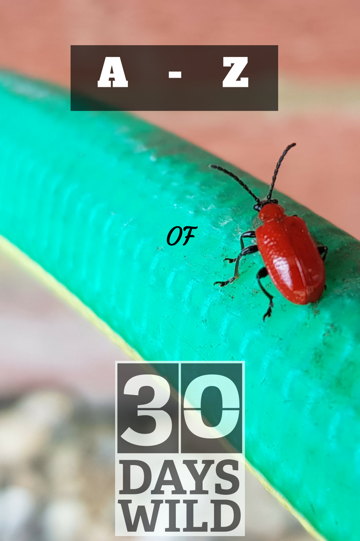 A-Z of 30 Days Wild. Image of red insect