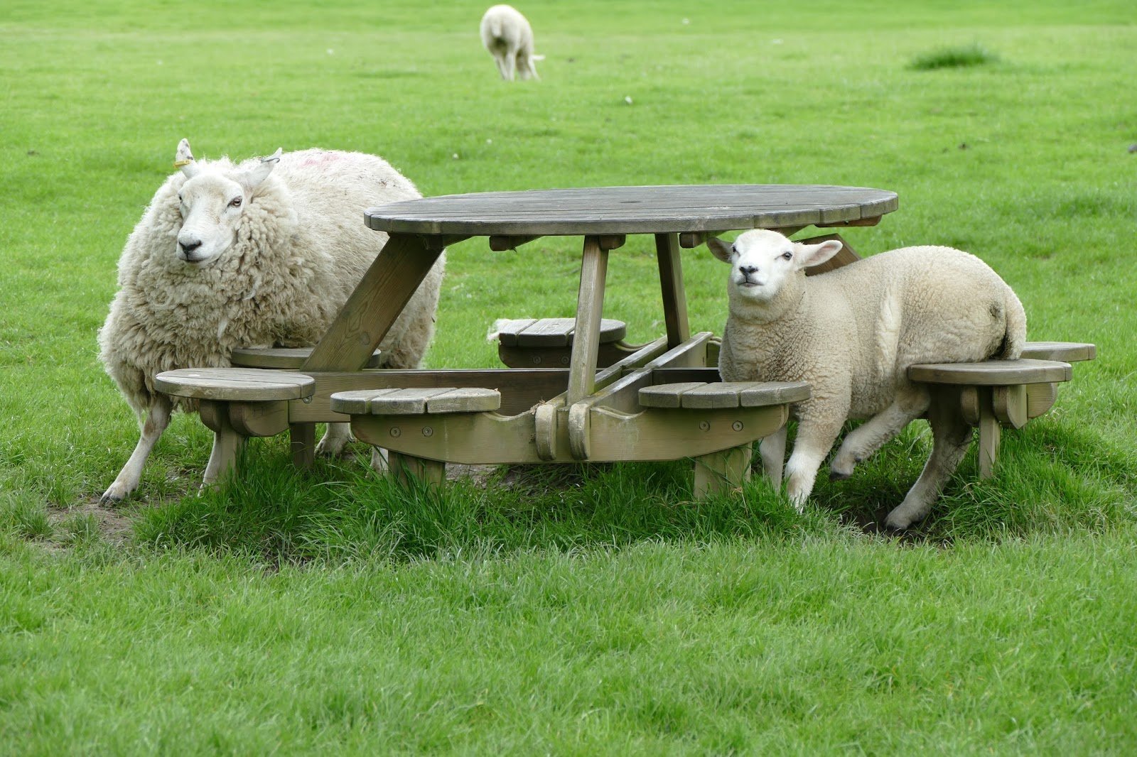 Sheep in a field around a picnic bench