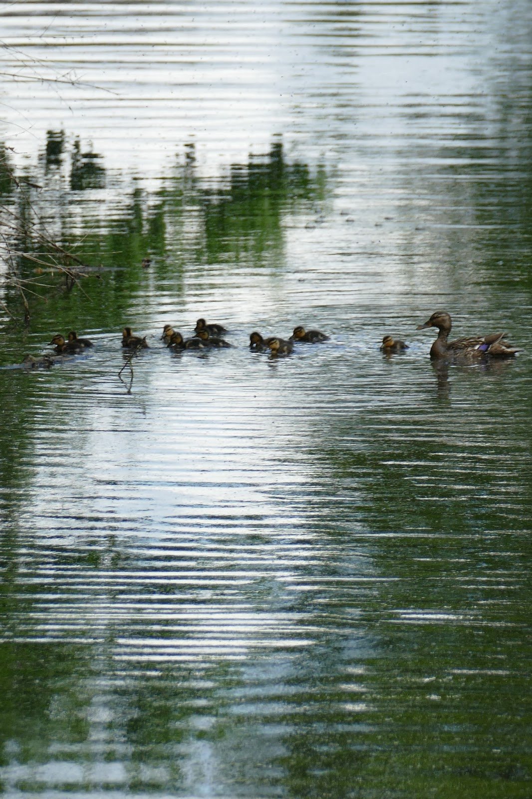 Duck and ducklings in a lake