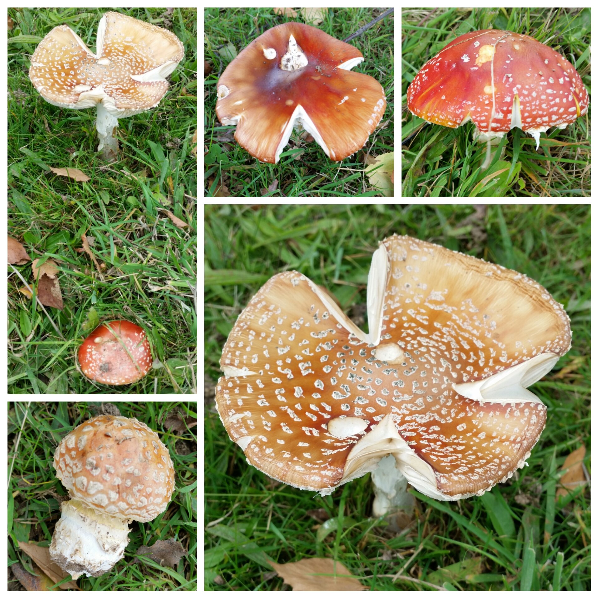 Fungi images. 30 Days Wild highlights