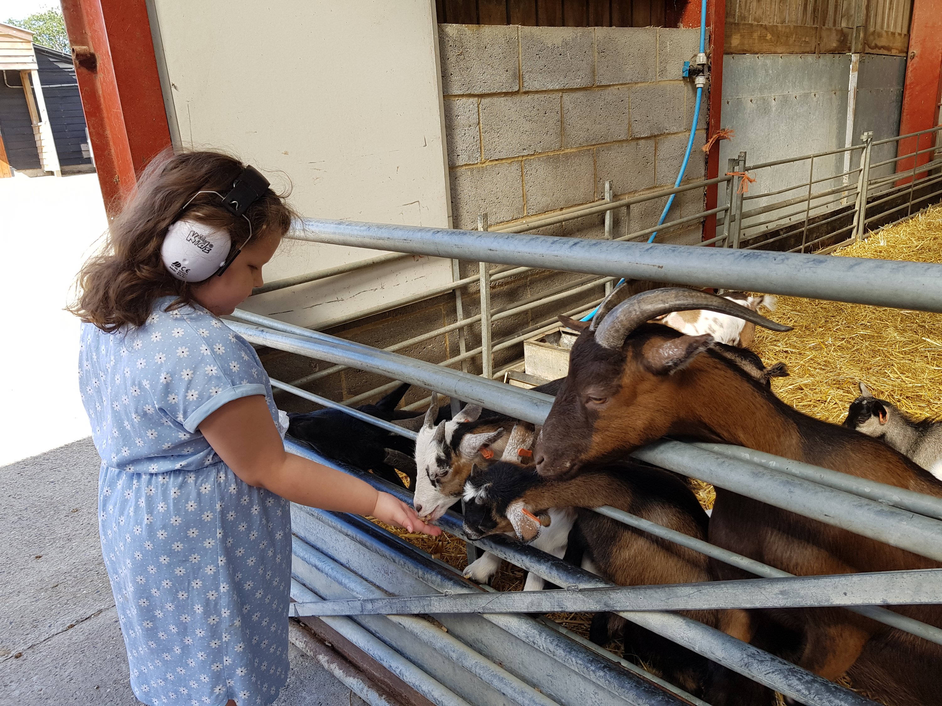 Squiggle feeding goats at farm 