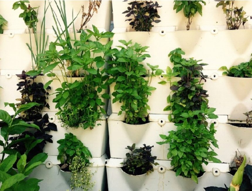 Herbs. Indoor herb garden.
