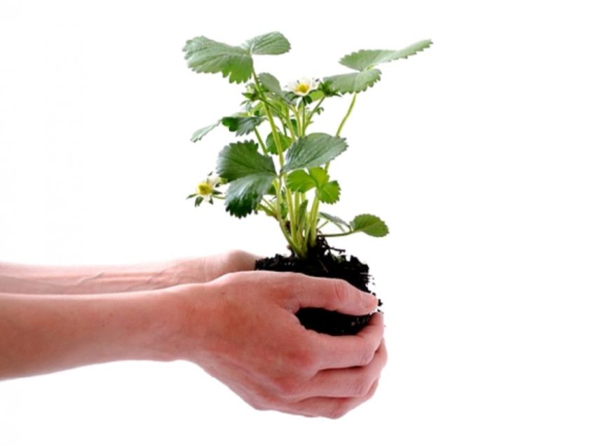 Soil. Person holding plant in hands.
