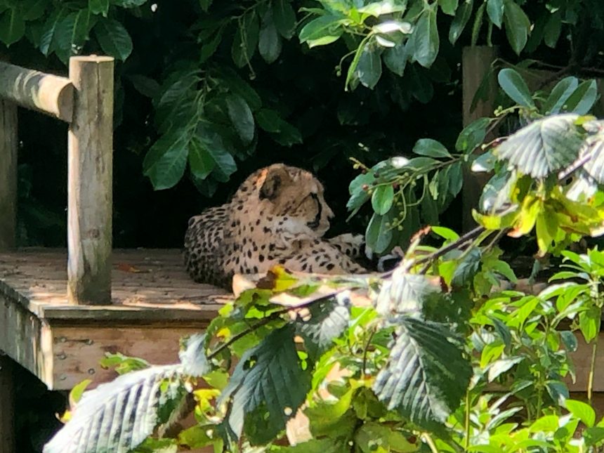 Cheetah. Paradise Wildlife Park, Hertfordshire.