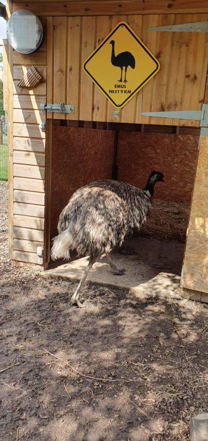 Emu. Paradise Wildlife Park review. ZSH, zoo, Hertfordshire. Family days out with kids.