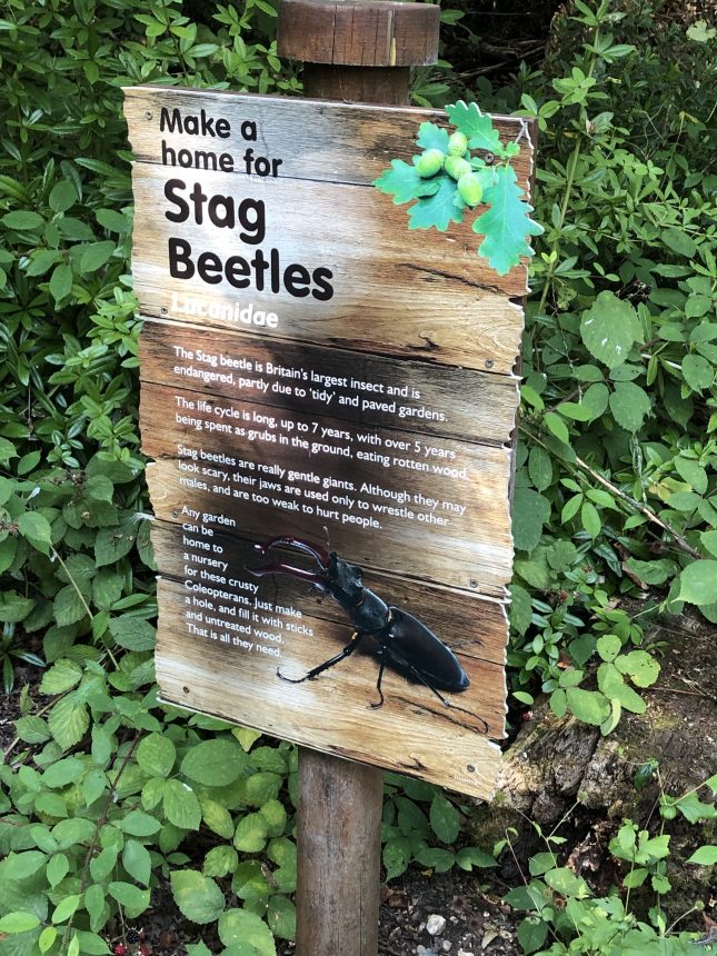 Stag beetles info. Woodland area. PWP.