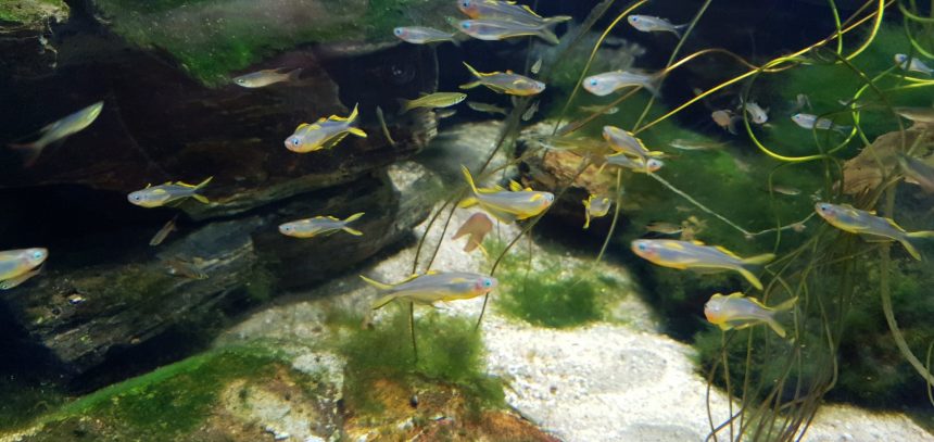Whipsnade aquarium fish