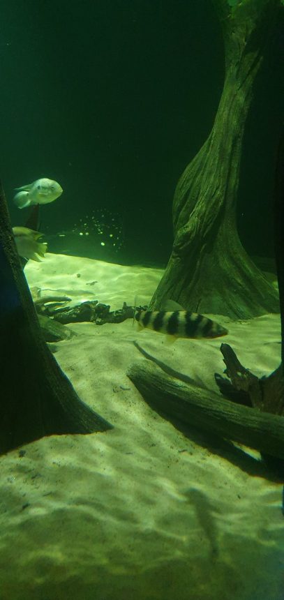Aquarium fish in action