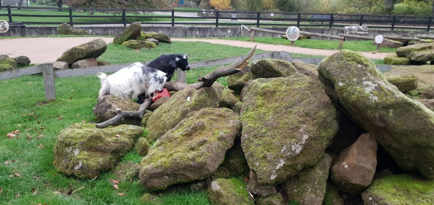 Whipsnade goats petting farm