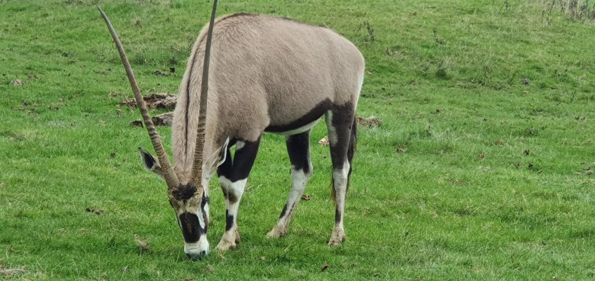 Whipsnade zoo onyx