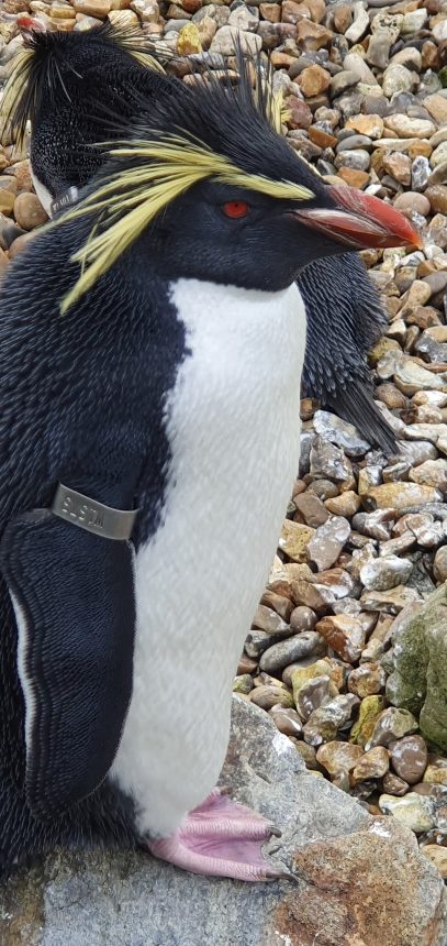 Whipsnade Zoo penguin