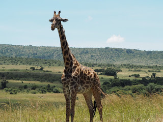 Safari: Stylish London Living #giraffe