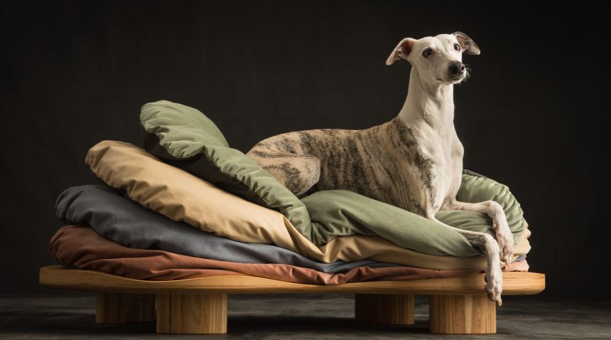 Choose a ergonomic bed for your dog