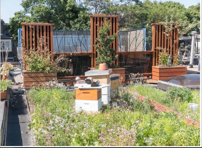 Hive rooftop garden