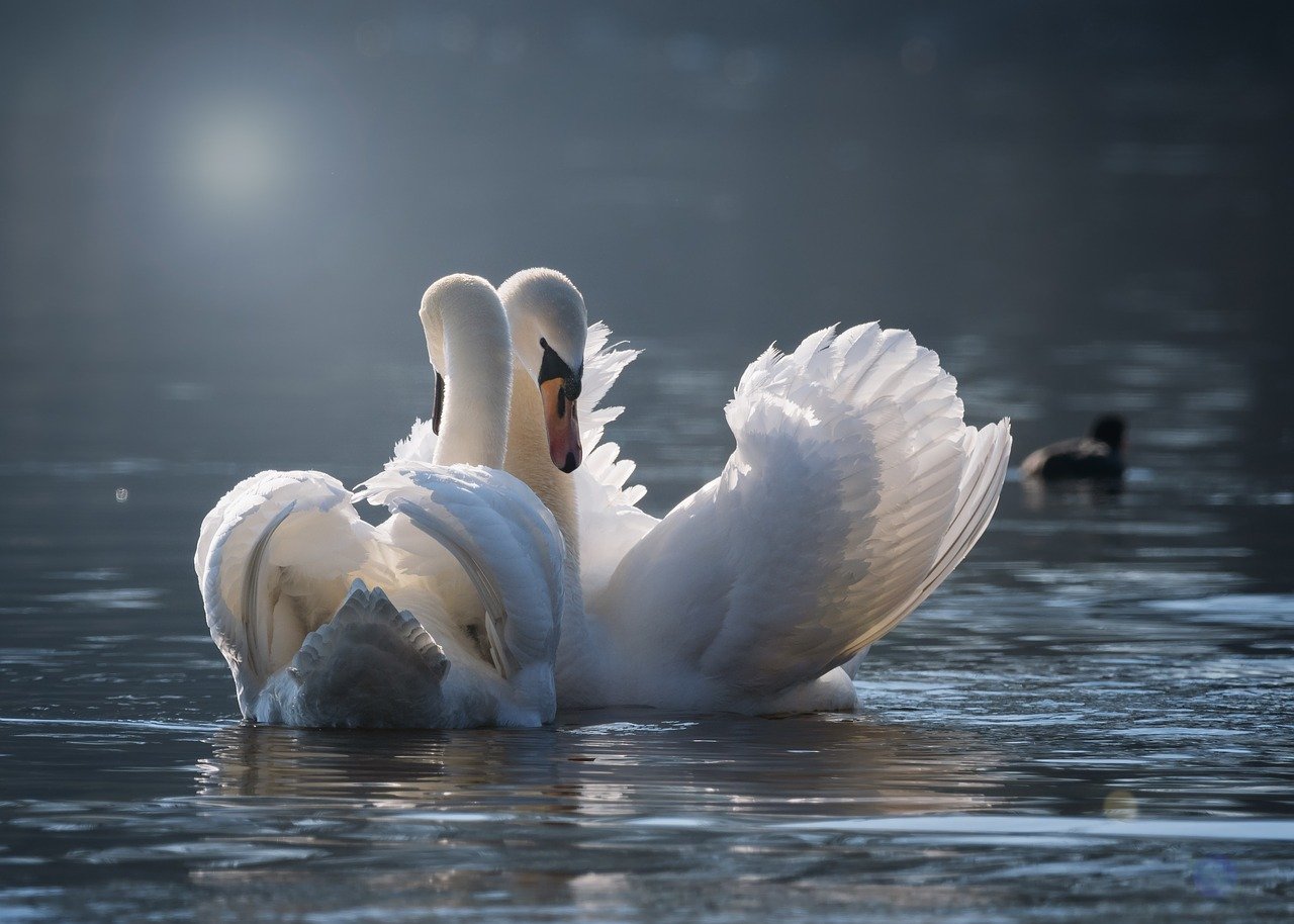swans, symbol of a loving relationship, pillars of love