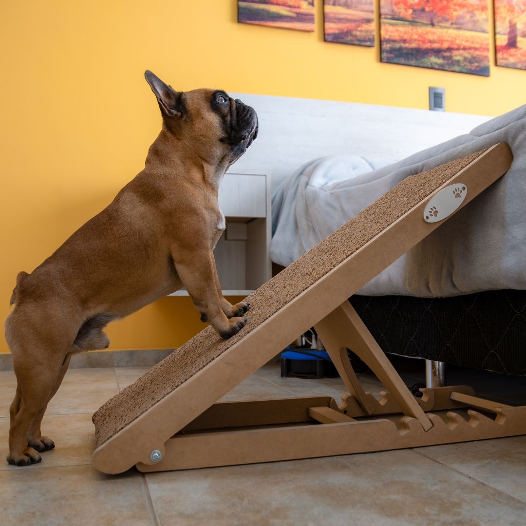 How To Teach Your Senior Pet To Use a Ramp
