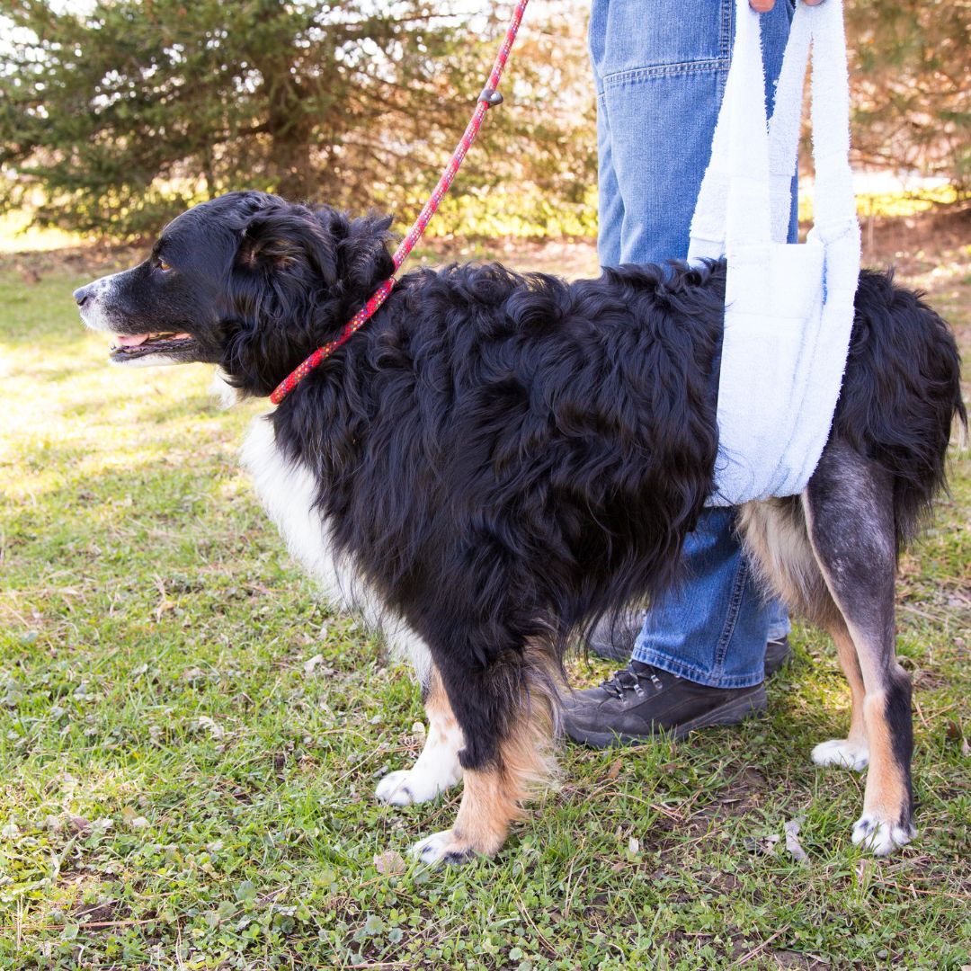 Rehab Tips for Dogs After Undergoing Hip Surgery