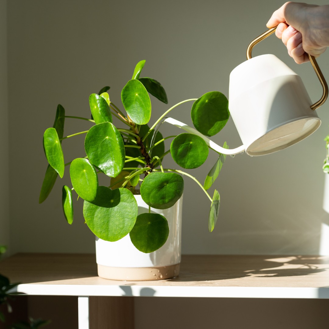 An indoor Pilea houseplant sitting in the sun and receiving water from a white watering can. Its plant pot is white.