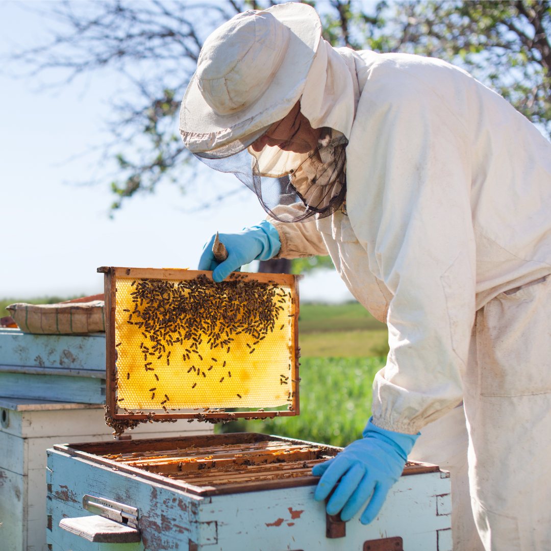 A person wearing a white bee suit and blue gloves pulls a piece of the beehive out of the box. Several bees are on the hive.