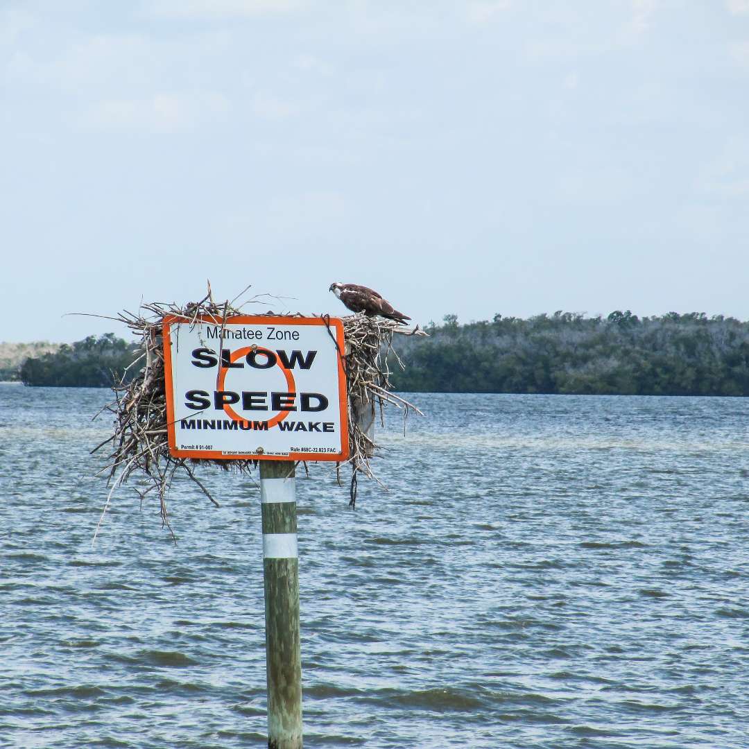 A white-and-brown osprey nesting on a wooden sign that reads “Manatee Zone, Slow Speed, Minimum Wake.”