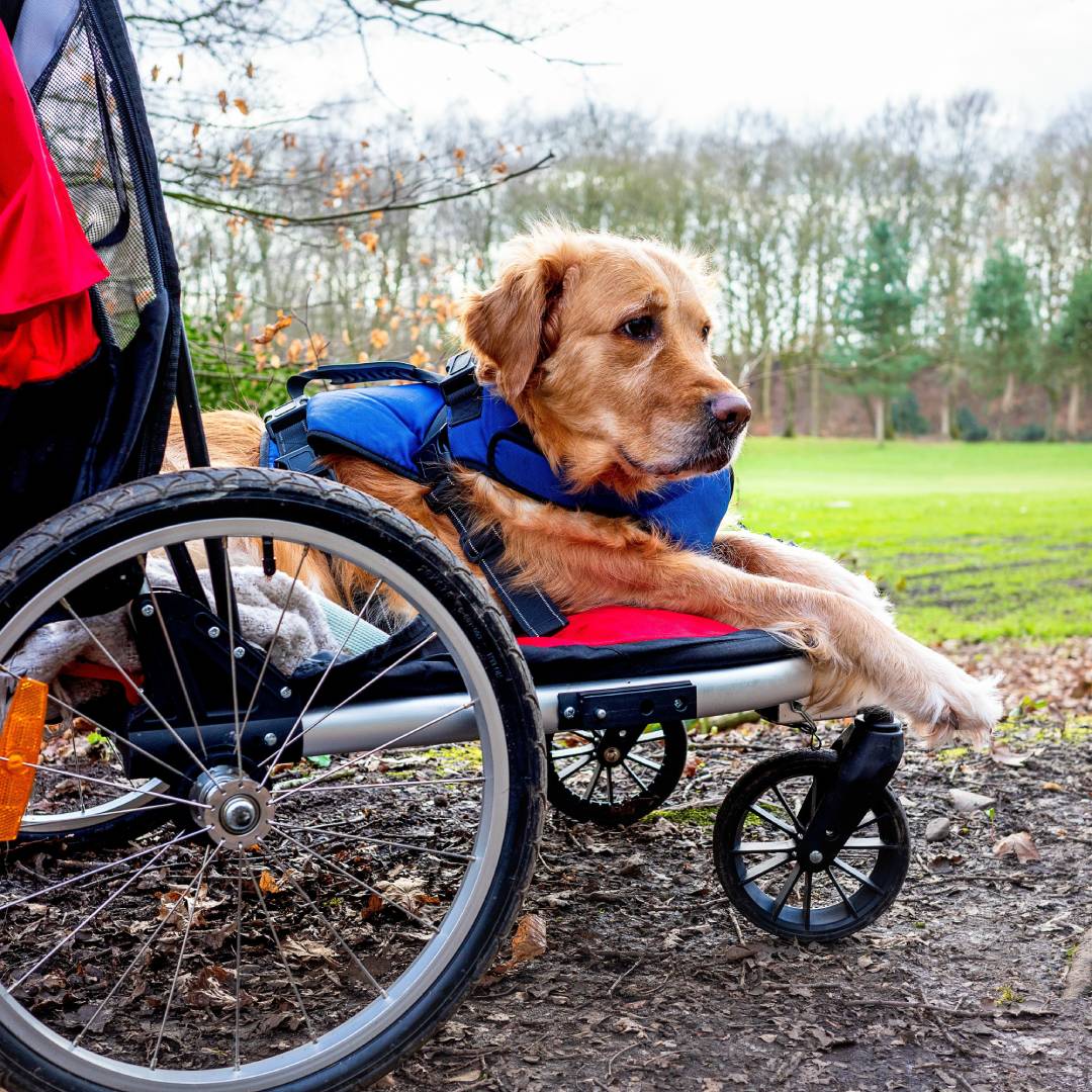 A Golden Retriever is laying in a stroller with a blue vest on. You can see bare trees and a field of grass in the background.