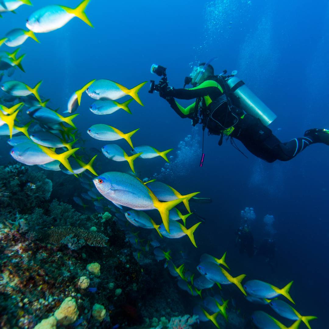 A scuba diver underwater in the necessary gear. They're swimming with a school of medium-sized, yellow-tail fish.