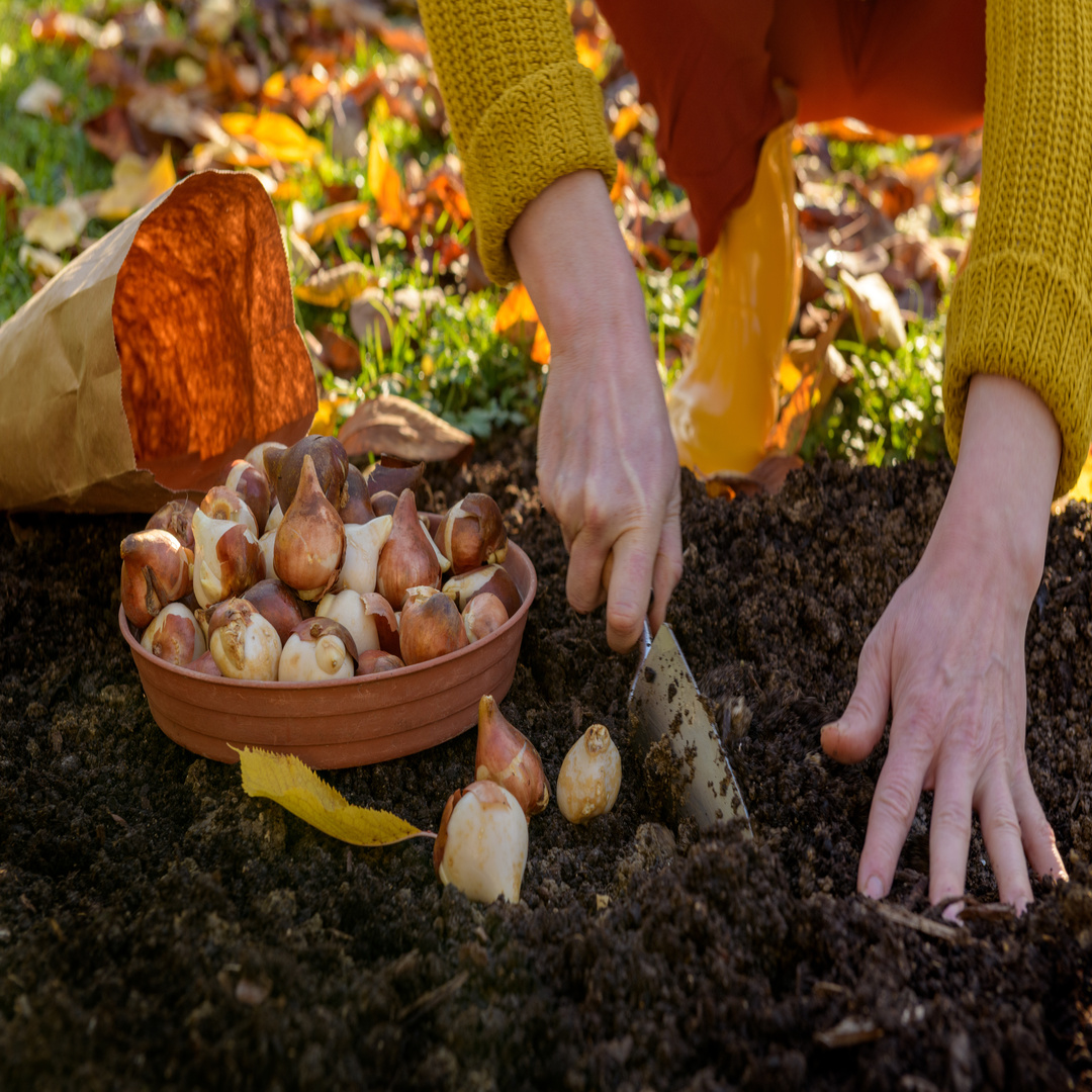 ty ty- 387458- fall-garden-planting - image1