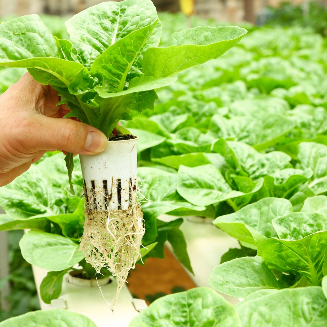 An individual holds a leafy, green vegetable with visible roots in a circular container in a hydroponic garden.